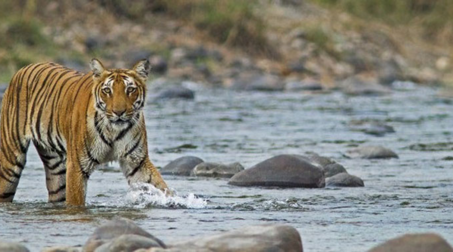 Jim Corbett National Park, Uttarakhand